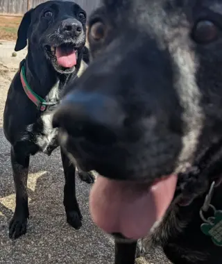 Lucy & Rose