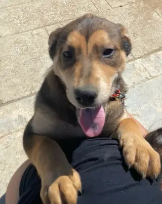Katara