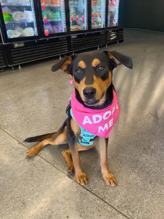 Kora