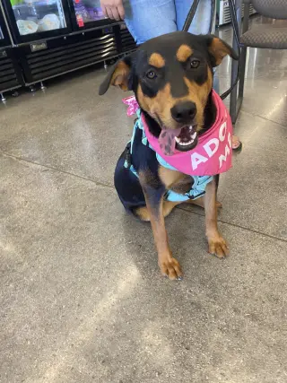 Kora