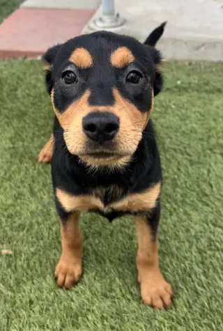 Kora