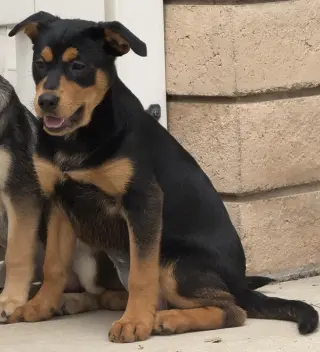 Kora