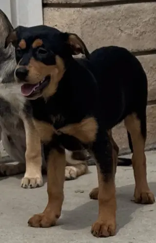 Kora