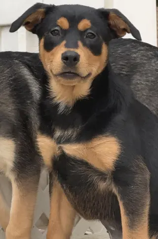 Kora
