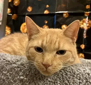 Butters (fiv)