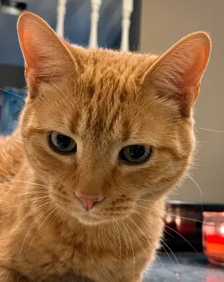 Butters (fiv)