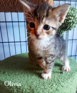 Olivia
