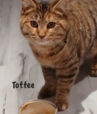 Tag-A-Long *kitten*