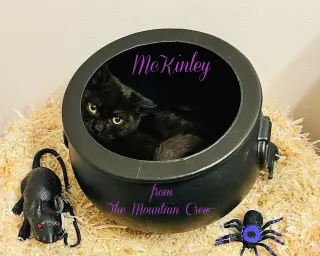 McKinley