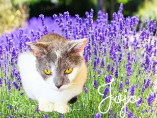 Jojo