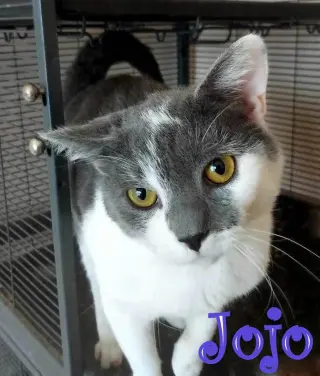 Jojo
