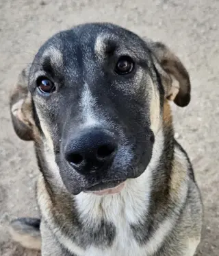 Hayden (Courtesy Post) -  Foster or Adopt Me!