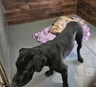 Hayden (Courtesy Post) -  Foster or Adopt Me!