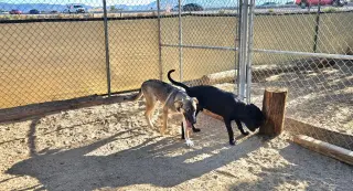 Hayden (Courtesy Post) -  Foster or Adopt Me!