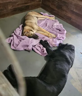 Hayden (Courtesy Post) -  Foster or Adopt Me!