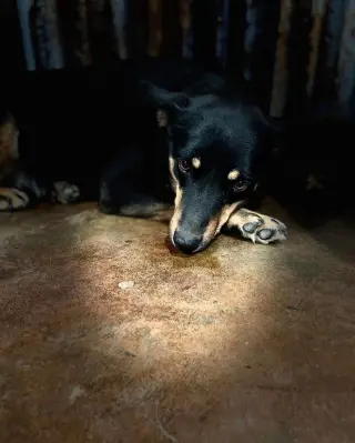 Bonnie
