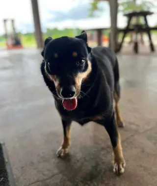 Bonnie