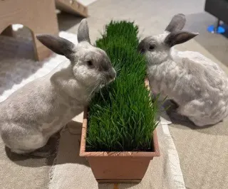 Remy & Tatum (bonded pair)