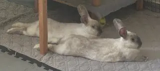 Remy & Tatum (bonded pair)