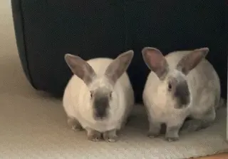Remy & Tatum (bonded pair)