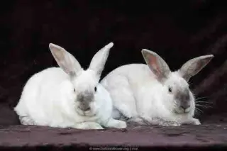 Remy & Tatum (bonded pair)