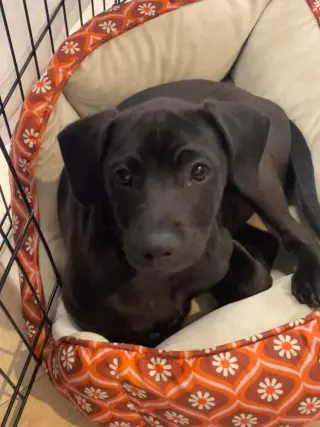 McGee