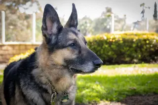 Gunnar