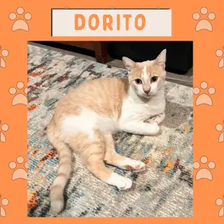Dorito