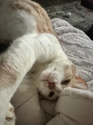 Dorito