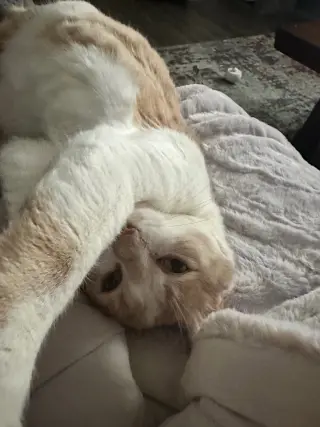 Dorito