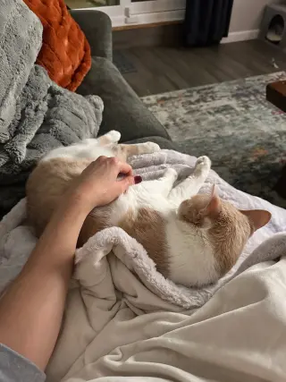 Dorito