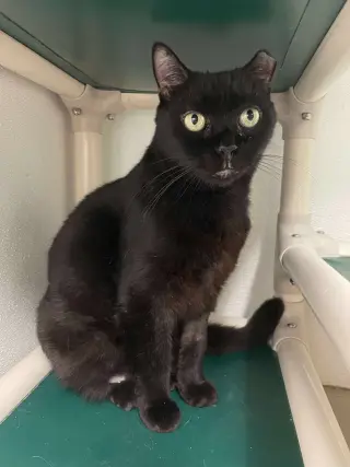 Cecil