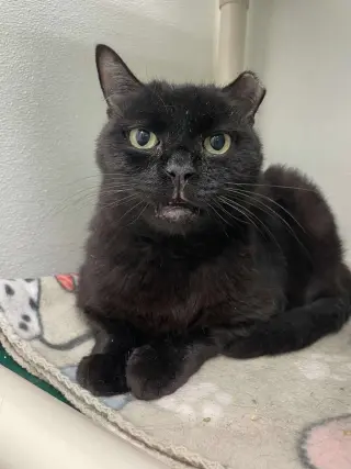 Cecil