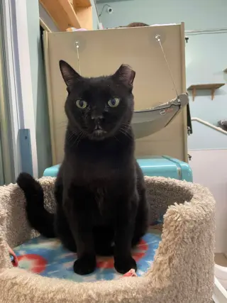 Cecil