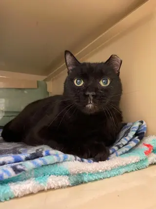 Cecil