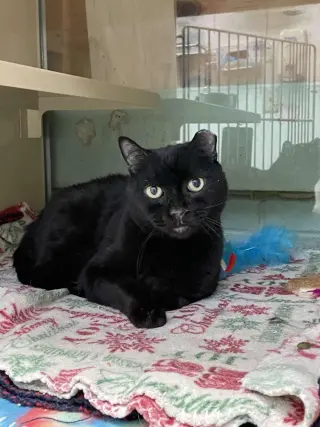 Cecil