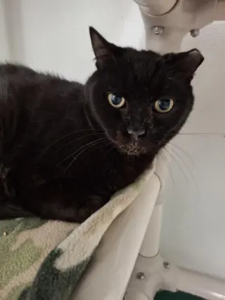 Cecil