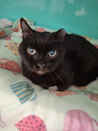 Cecil