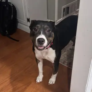 SADIE