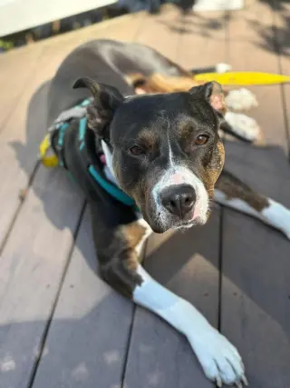 SADIE
