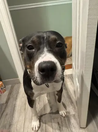 SADIE