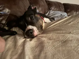 SADIE