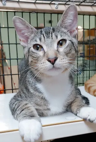 Cosmo