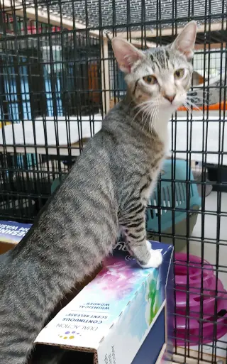 Cosmo