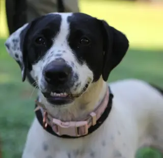 Dottie *URGENT FOSTER/ADOPTER NEEDED!