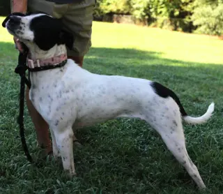 Dottie *URGENT FOSTER/ADOPTER NEEDED!