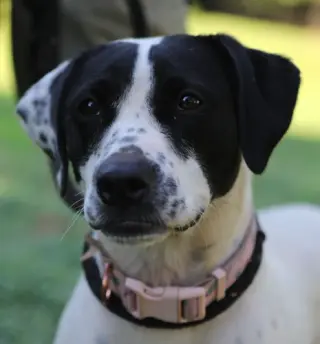 Dottie *URGENT FOSTER/ADOPTER NEEDED!