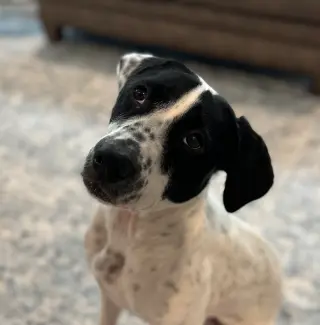 Dottie *URGENT FOSTER/ADOPTER NEEDED!
