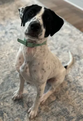 Dottie *URGENT FOSTER/ADOPTER NEEDED!