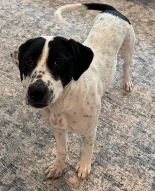 Dottie *URGENT FOSTER/ADOPTER NEEDED!